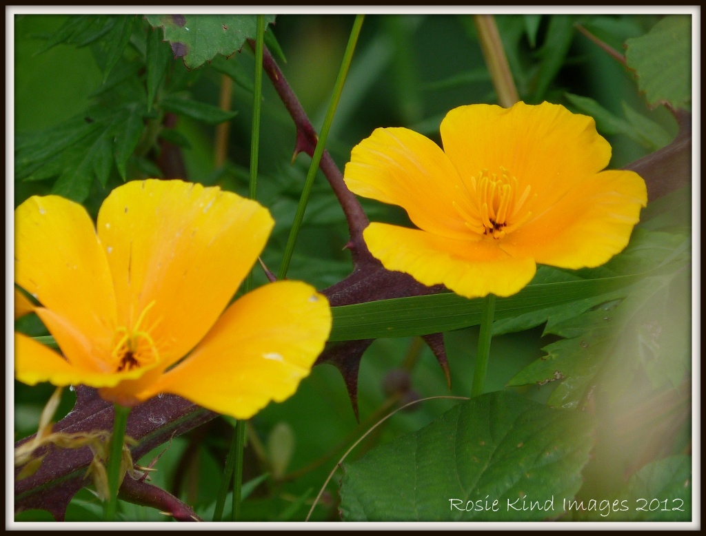 Pretty yellow flowers by rosiekind