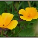 Pretty yellow flowers by rosiekind