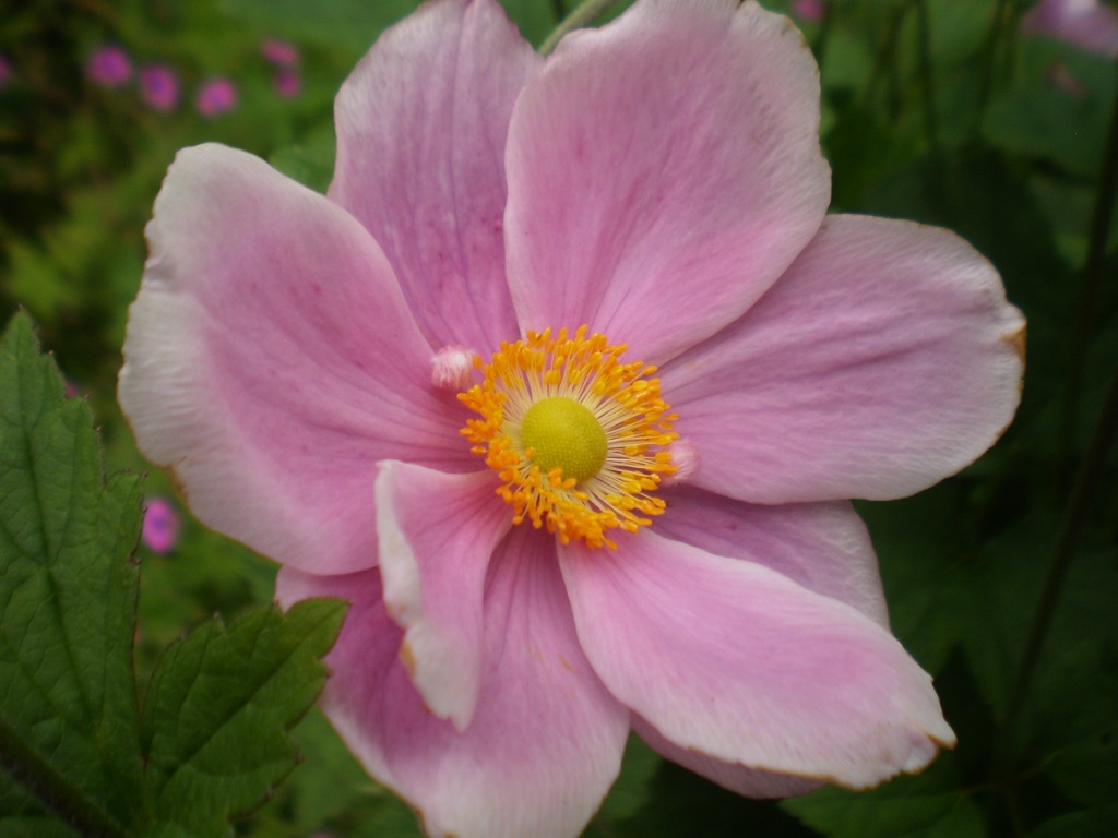 Japanese anemone..    by snowy