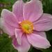 Japanese anemone..    by snowy