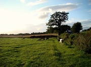 2nd Aug 2012 - Silly Cows