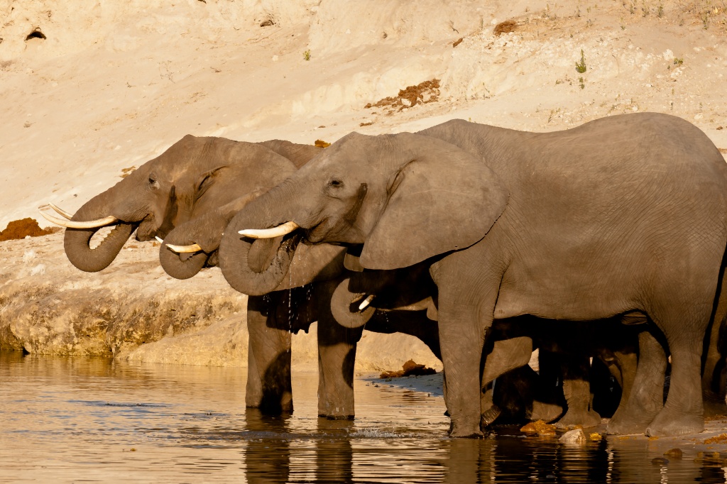 a trio of elephants by peadar