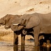 a trio of elephants by peadar