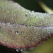 Morning Dew by lisabell