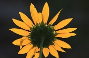 2nd Aug 2012 - Sunflower