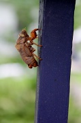 2nd Aug 2012 - Cicada