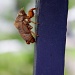 Cicada by edorreandresen