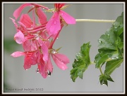 3rd Aug 2012 - Raindrops on geranium