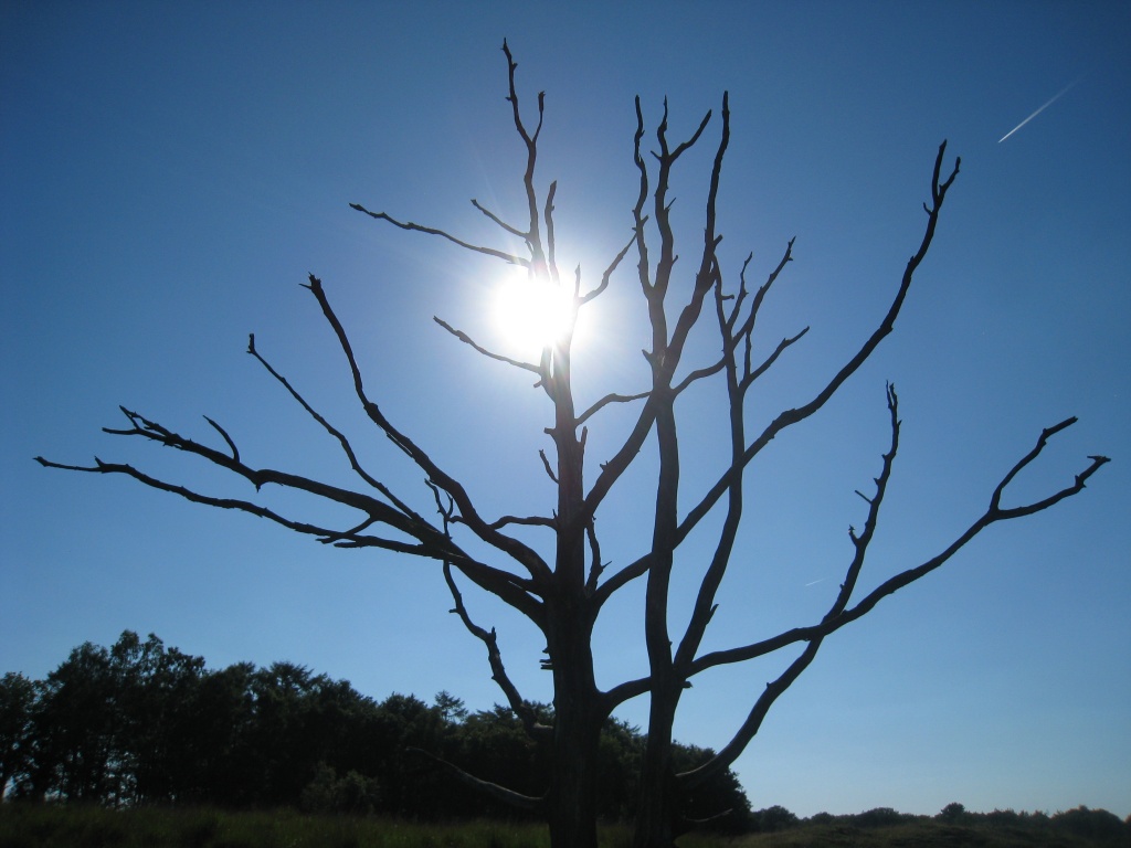 Tree in the sunshine by sarahhorsfall