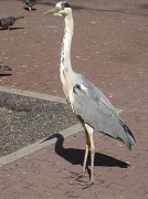 26th Jul 2012 - Heron in the park in Amsterdam