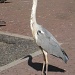 Heron in the park in Amsterdam by sarahhorsfall