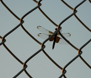 3rd Aug 2012 - Dragonfly on the fence