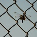 Dragonfly on the fence by mittens