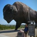 Buffalo by mrsbubbles