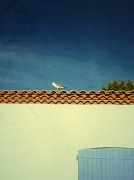 13th Jul 2012 - The seagull on the roof