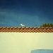 The seagull on the roof by cocobella