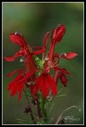 3rd Aug 2012 - Cardinal Flower