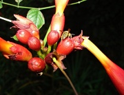 31st Jul 2012 - Evening Trumpet