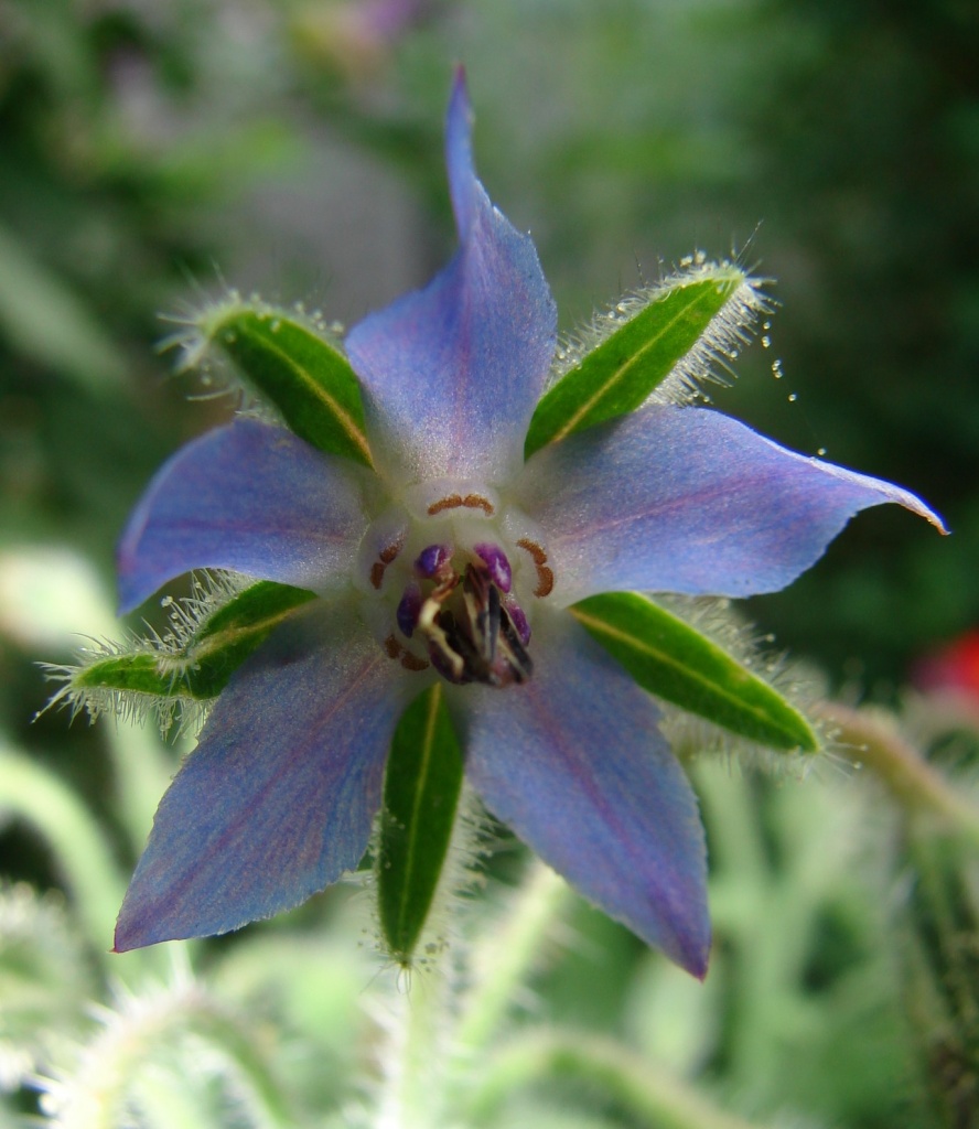Blue Fuzzy Flower by brillomick