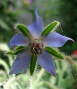 3rd Aug 2012 - Blue Fuzzy Flower