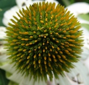 30th Jul 2012 - Coneflower