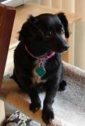 29th Jul 2012 - Sophie On The Cat Perch