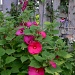 Perennial Hibiscus by dora