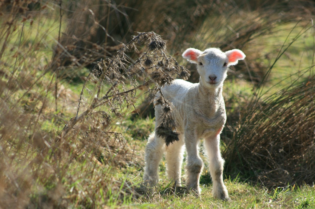 Baby Sheep by wenbow