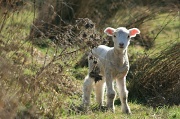 4th Aug 2012 - Baby Sheep