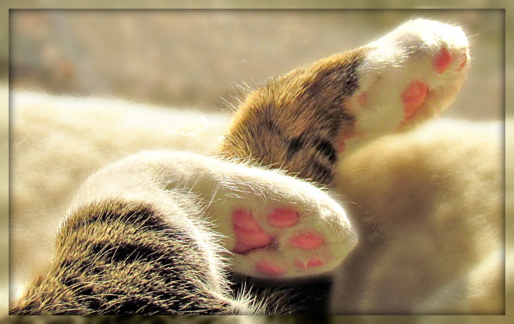 Naptime paws by glimpses