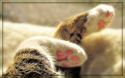2nd Aug 2012 - Naptime paws