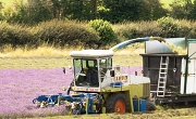 4th Aug 2012 - lavender for market day