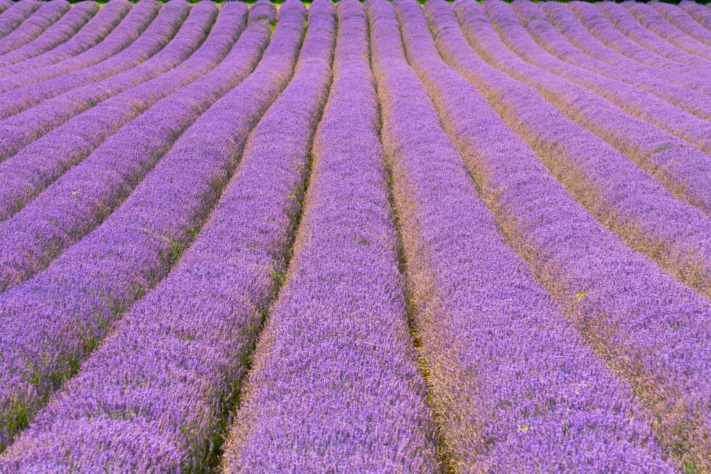 lavender fields again by peadar