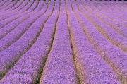 4th Aug 2012 - lavender fields again