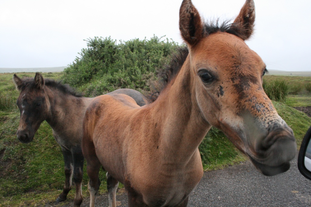 Dartmoor pony foals by mariadarby