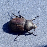 26th Jul 2012 - Big Bug