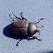 Big Bug by tara11