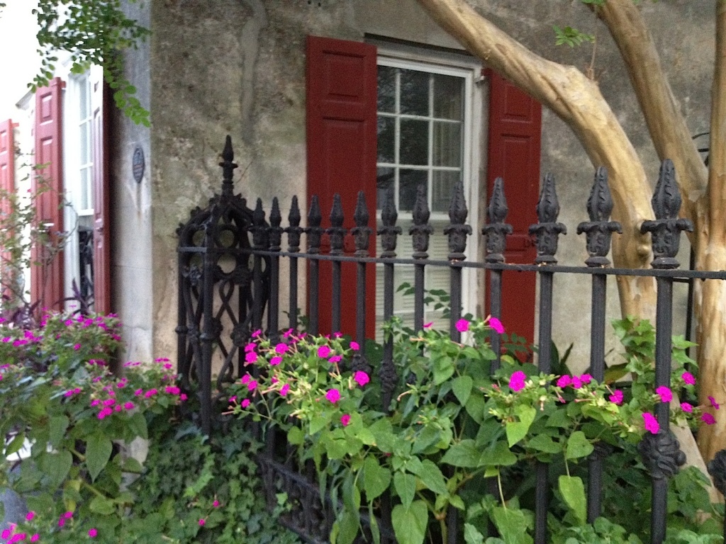 Fragrant 4 o'clocks in bloom along Queen Street, Charleston, SC by congaree