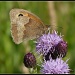 Meadow Brown on a thistle by janturnbull