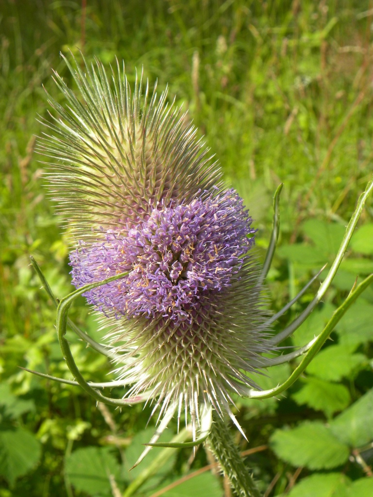 Teasel by oldjosh