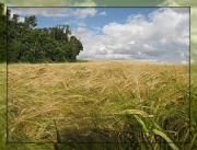 4th Aug 2012 - Barley fields at Knapwell