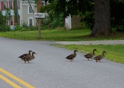 2nd Aug 2012 - Why did the ducks cross the road?