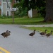 Why did the ducks cross the road? by rob257
