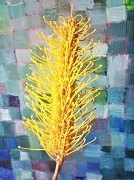 3rd Aug 2012 - Grevillea