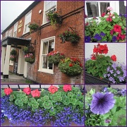 5th Aug 2012 - Botley village in bloom