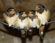 4th Aug 2012 - swallow update