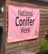 2nd Aug 2012 - National Conifer Week