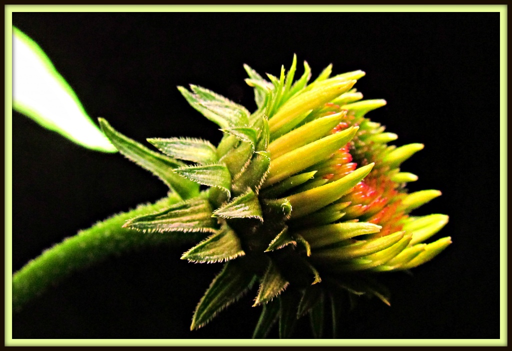 Nature's Neon At Night by glimpses