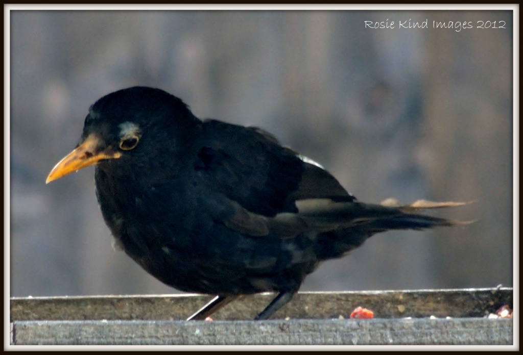 First blackbird of the day by rosiekind