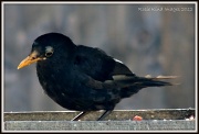 5th Aug 2012 - First blackbird of the day
